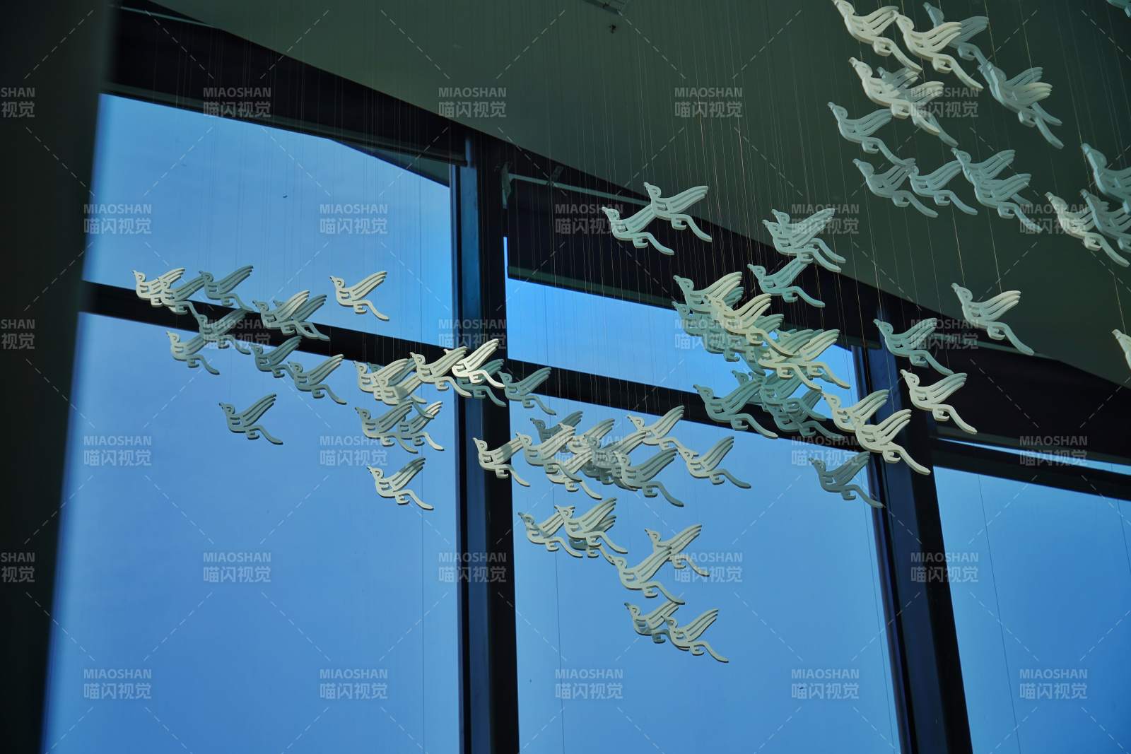 白鸽悬空舞 窗映蓝天梦图片
