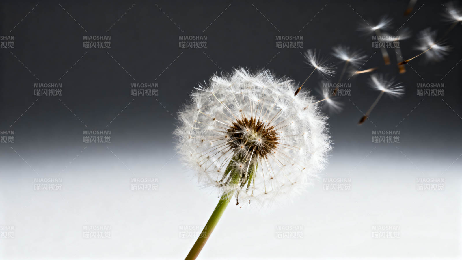 蒲公英随风飘散图片