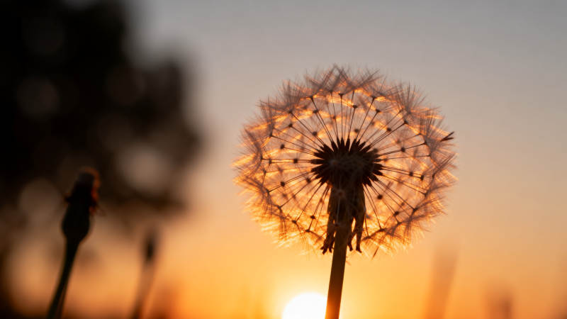夕阳下的蒲公英剪影图片