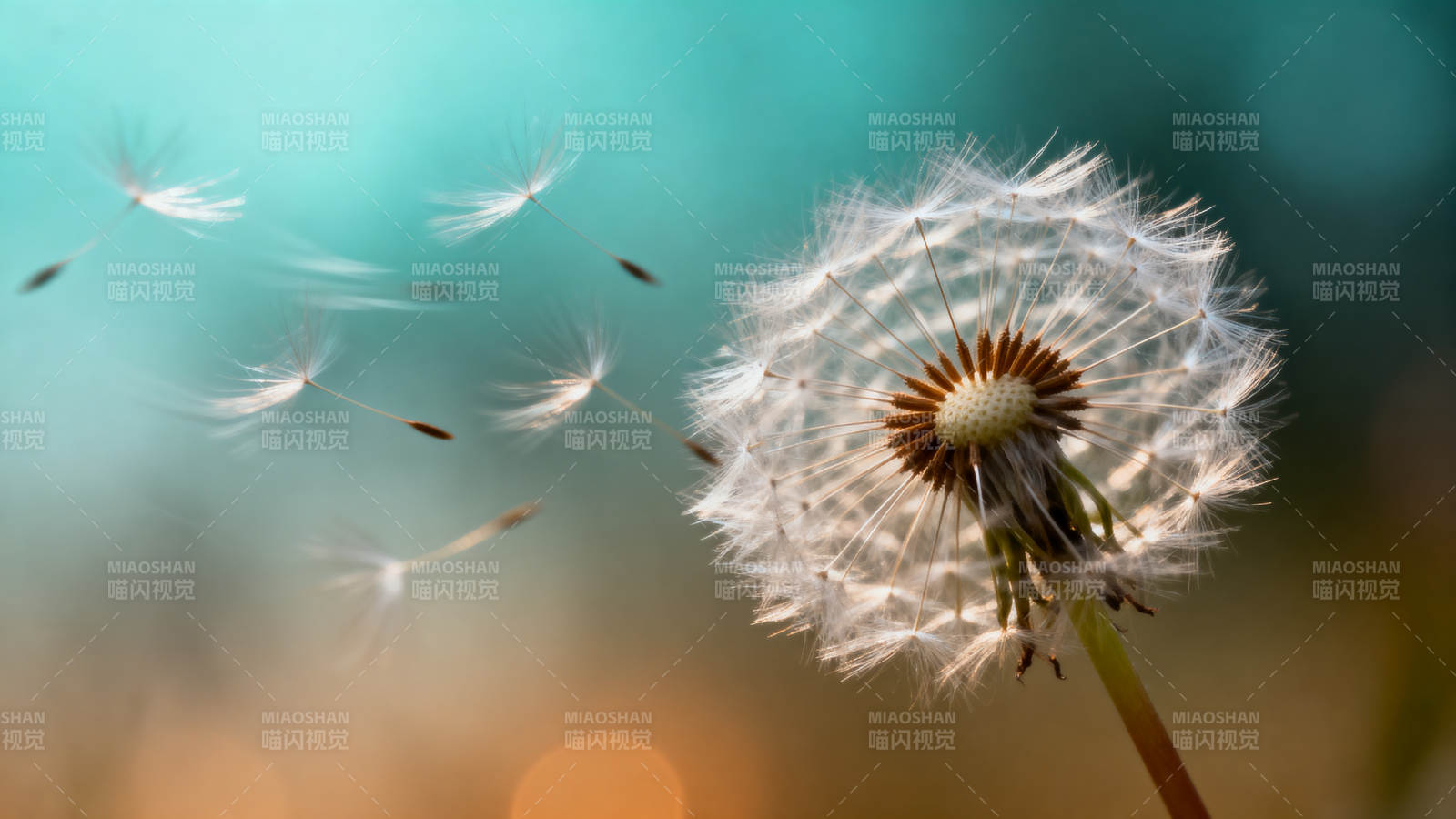蒲公英随风飘散 梦幻唯美图片