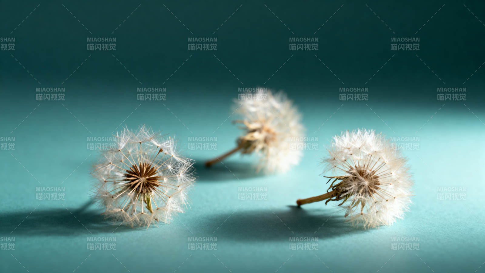 蒲公英的温柔时光图片