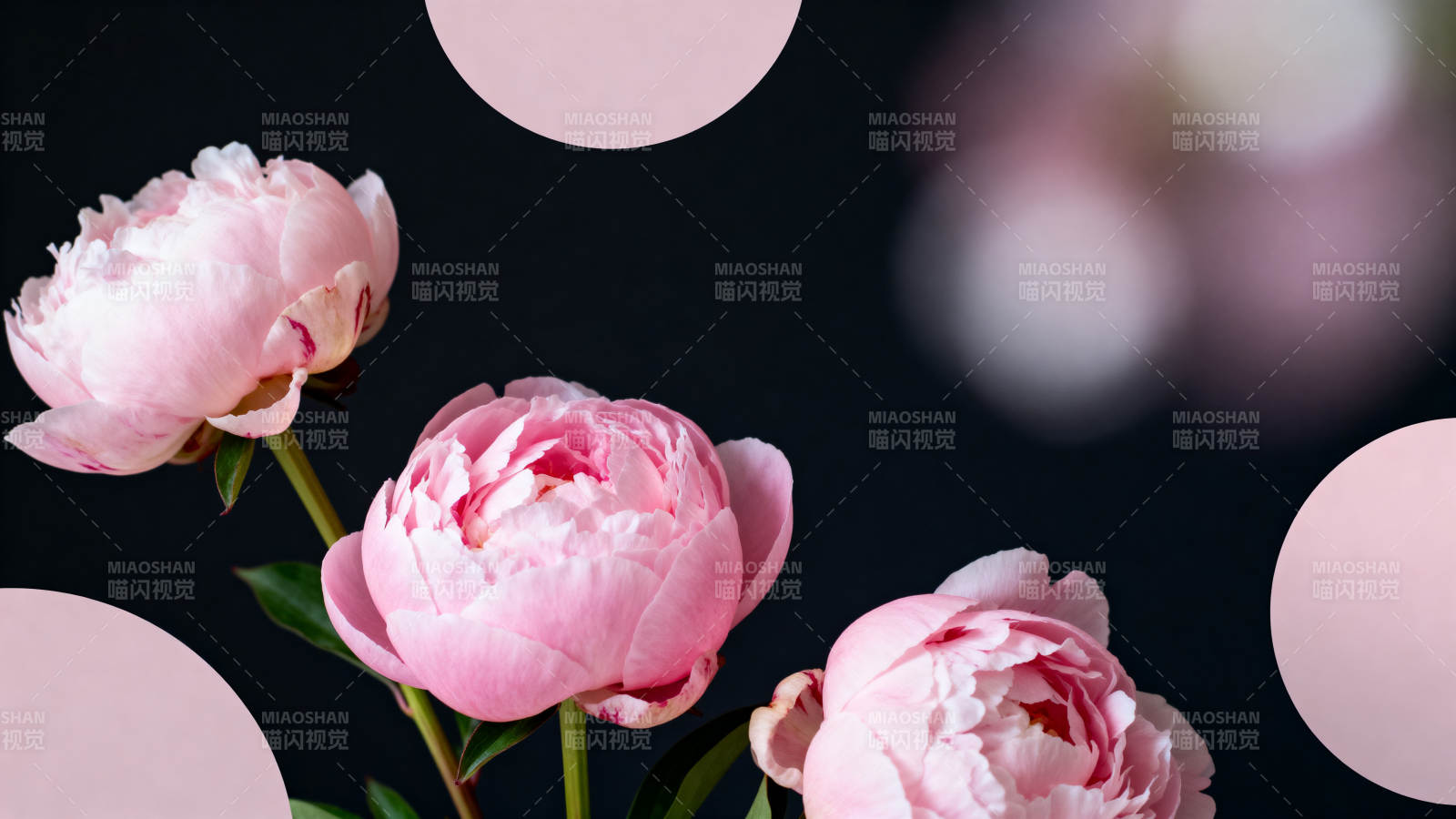 粉牡丹 暗夜绽放之美图片