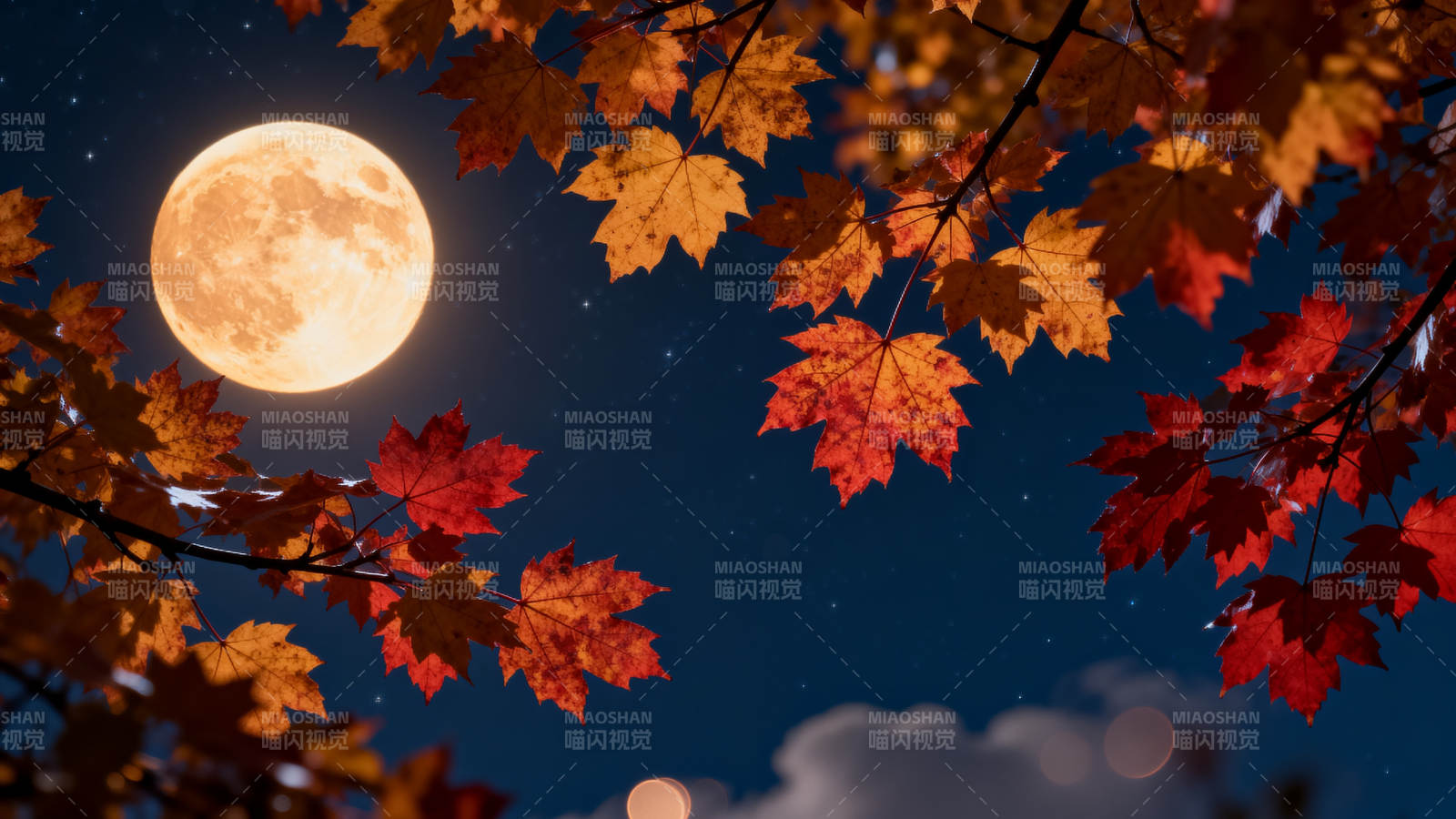 秋夜月圆 枫叶映辉图片