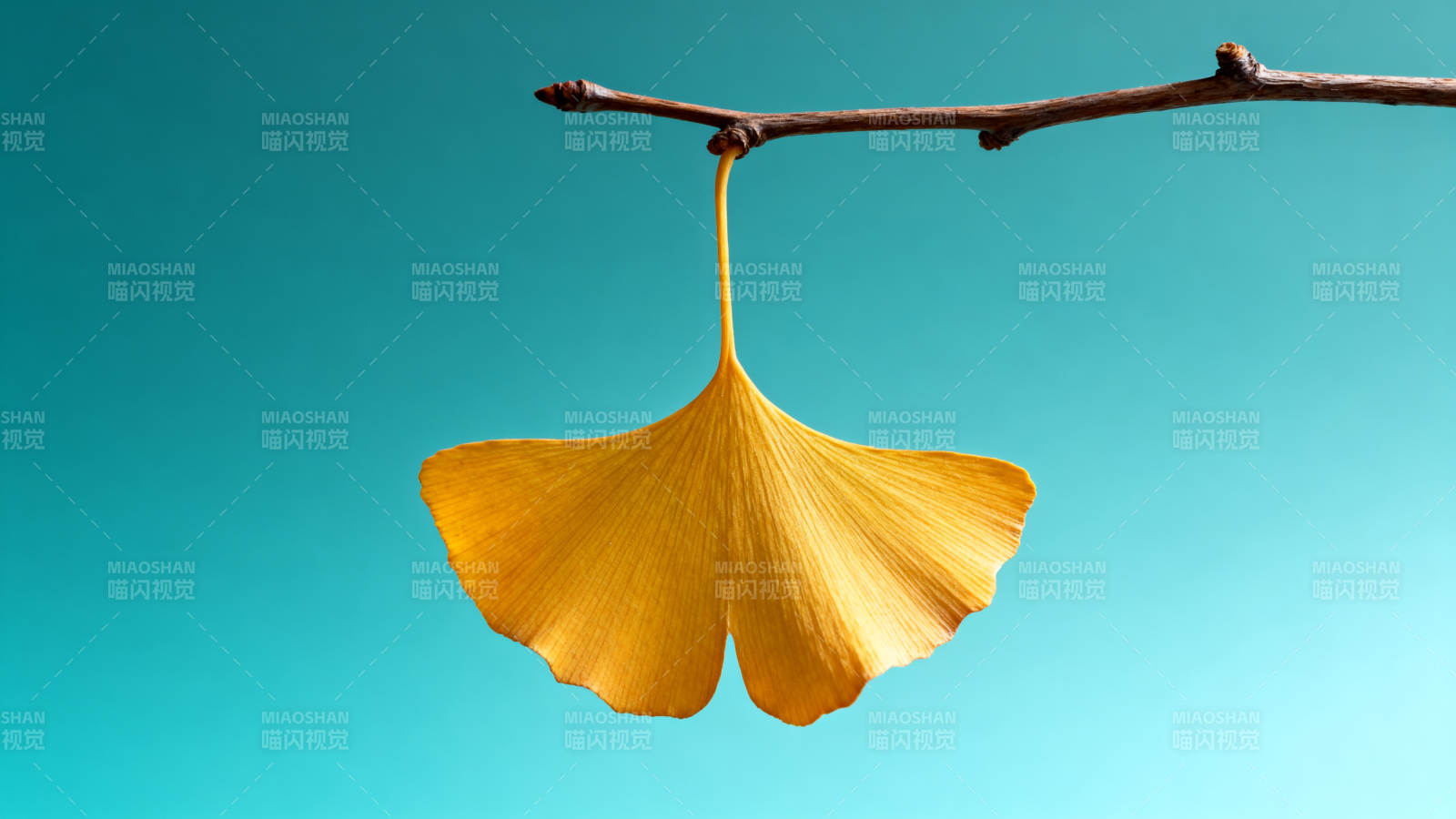 秋叶悬枝 静美如诗图片