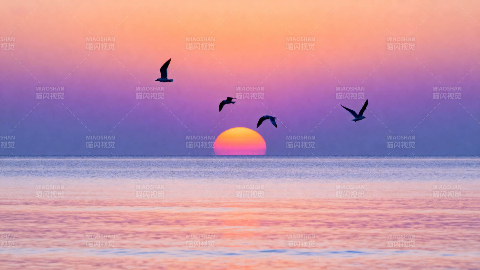 夕阳飞鸟 海天共色图片