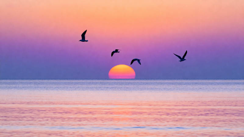 夕阳飞鸟 海天共色图片