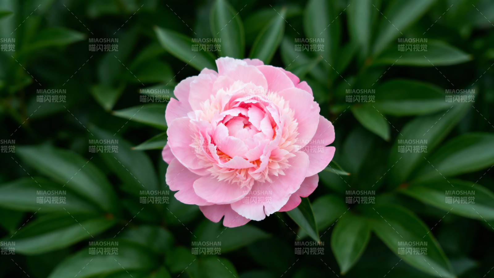 粉芍药绽放绿叶间图片