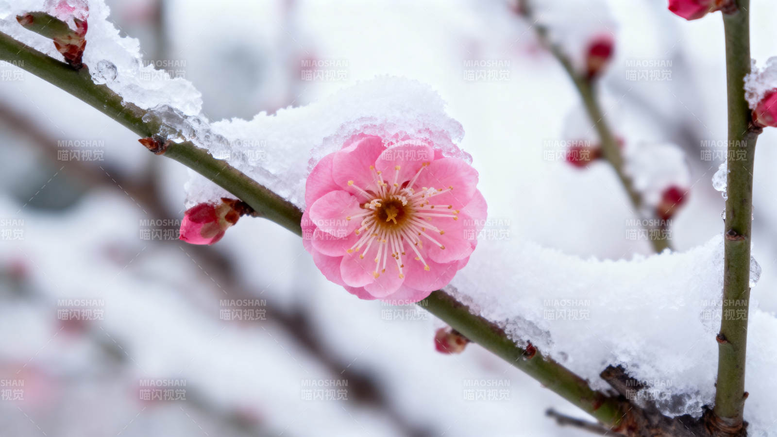 雪中粉梅傲然绽放图片