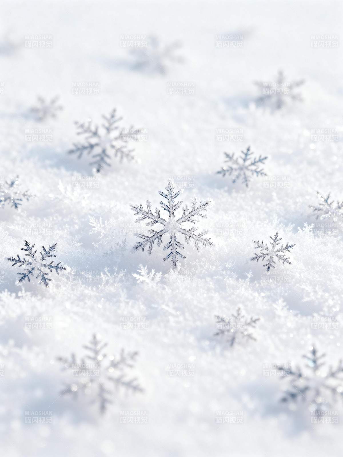 雪落无声 晶花静美图片