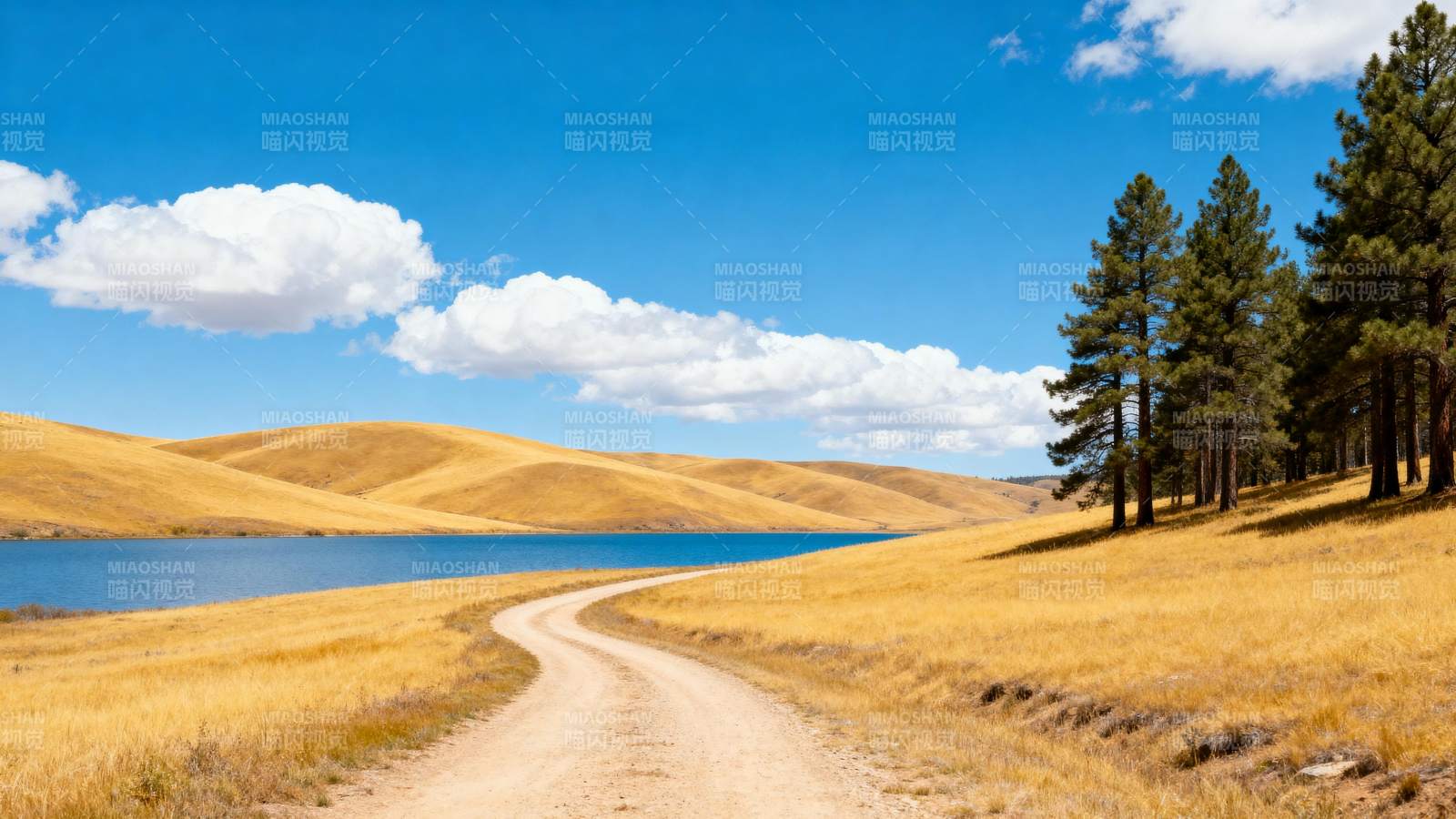 湖畔土路 金草蓝天松影图片