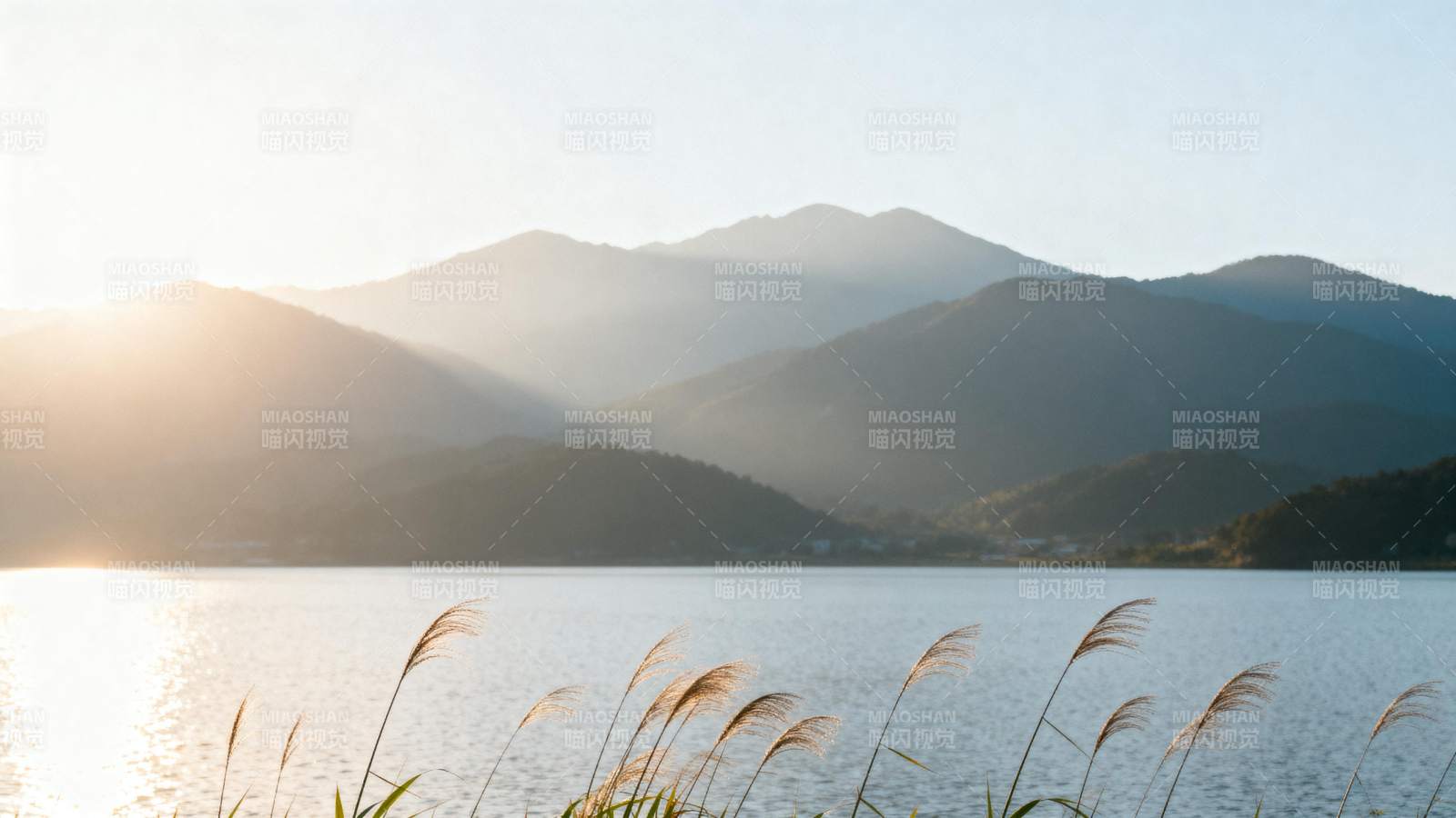 湖光山色 芦苇摇曳晨光中图片