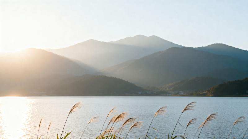 湖光山色 芦苇摇曳晨光中图片