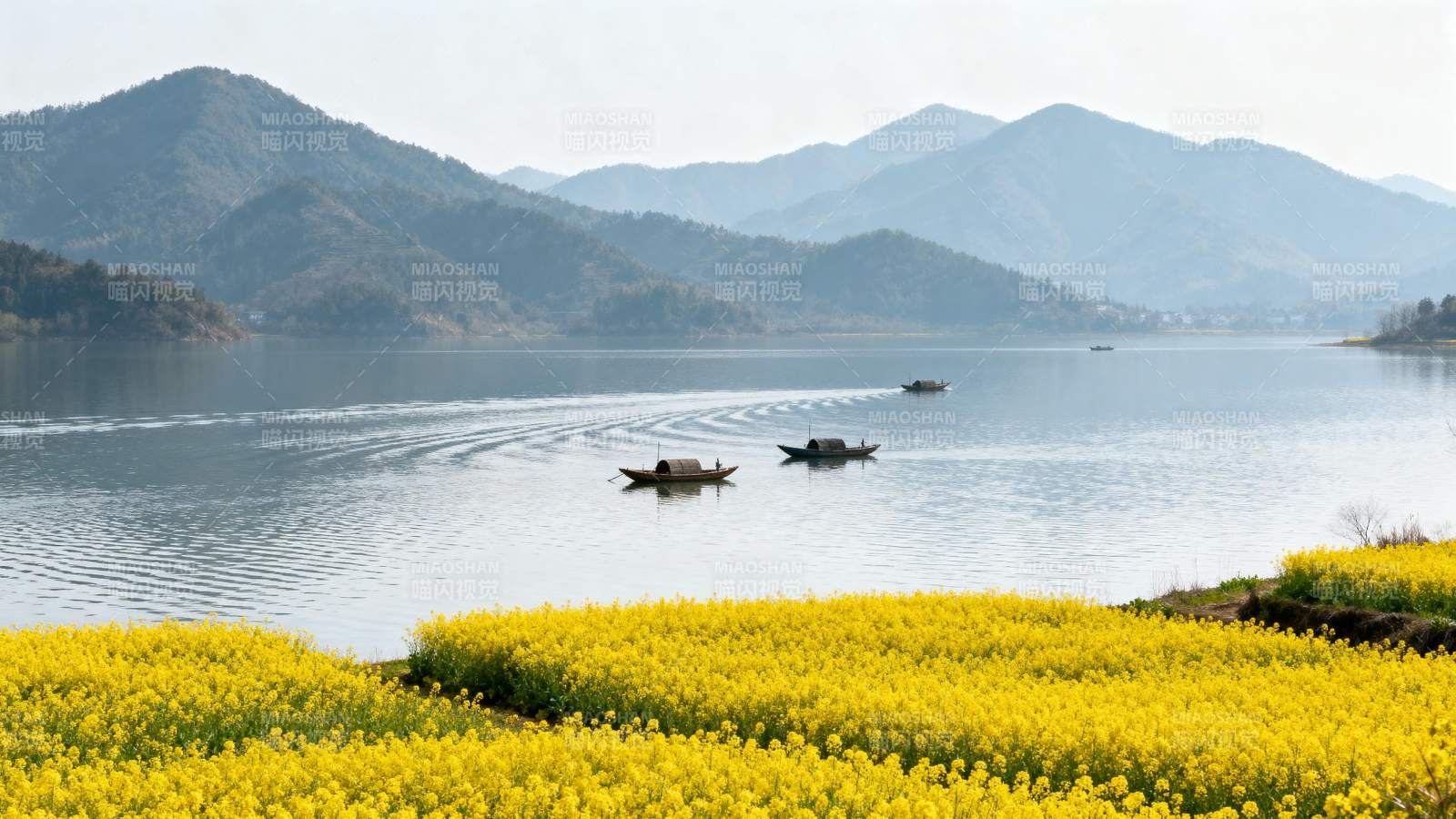 湖光山色 油菜花开船行处图片