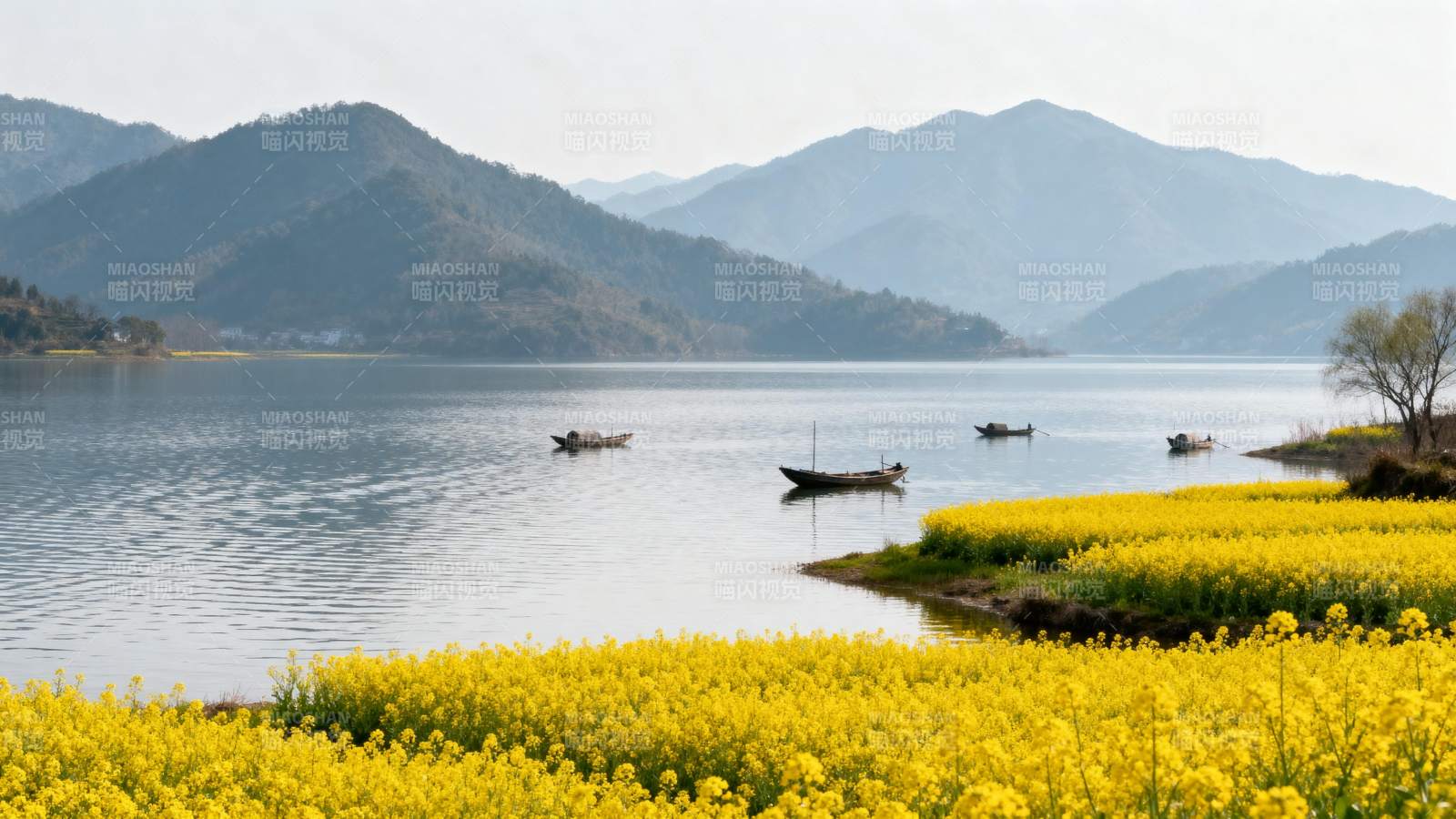 湖光山色 油菜花开渔舟泛图片