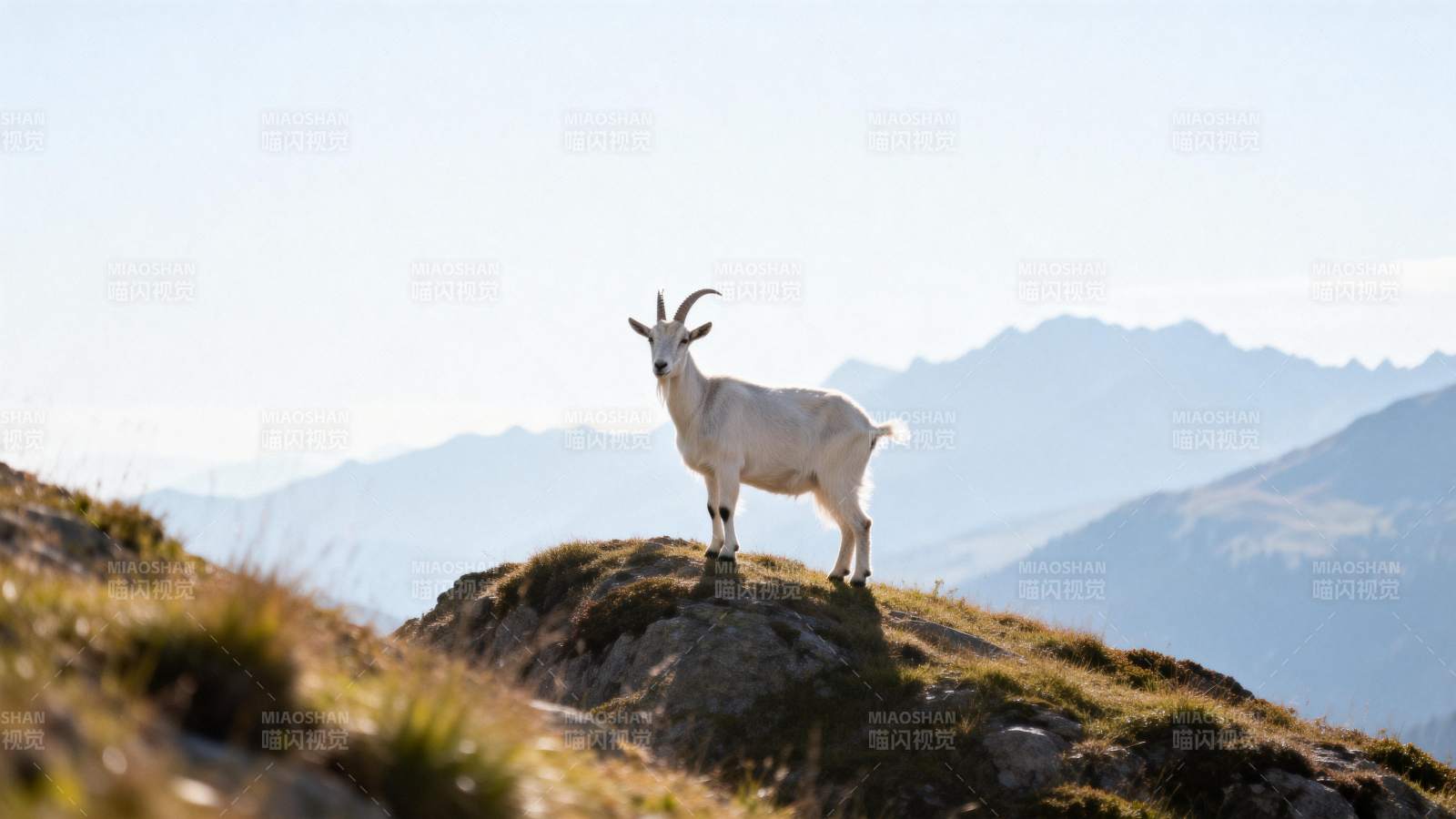 山巅白 goat 傲立群峰间图片