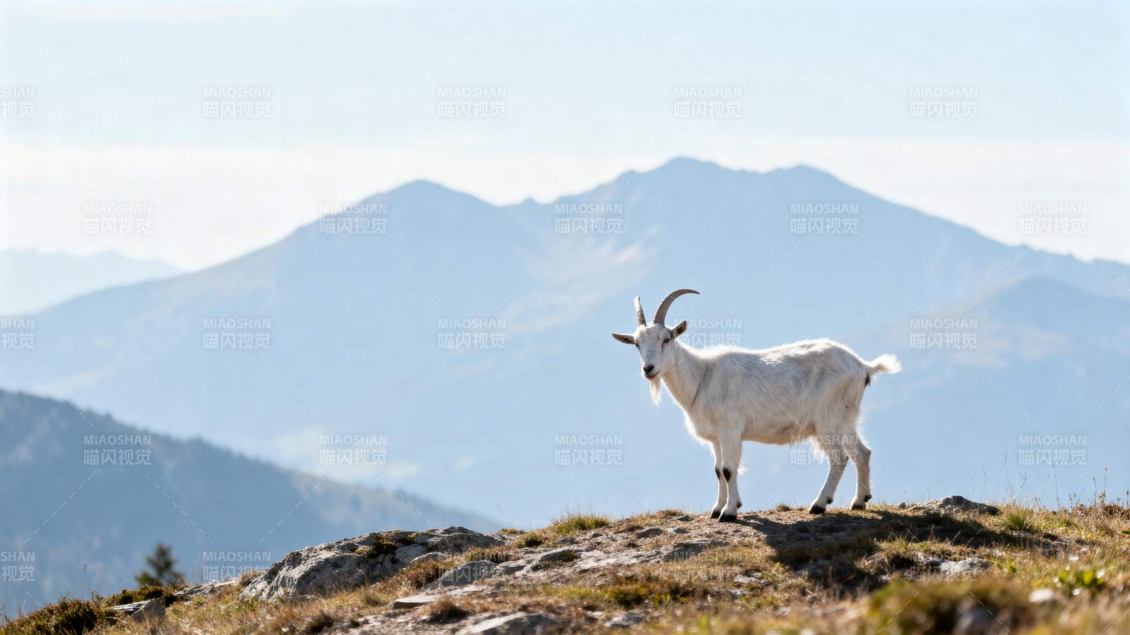 山巅白 goat 望远峰图片