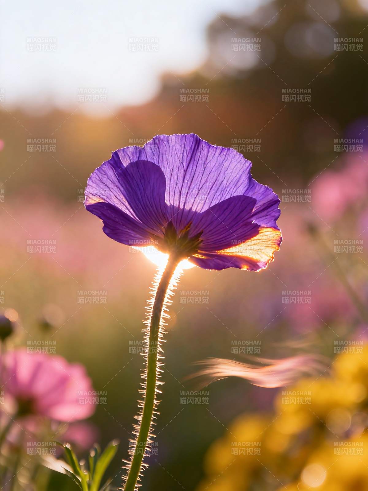 紫花迎光 柔茎生辉图片