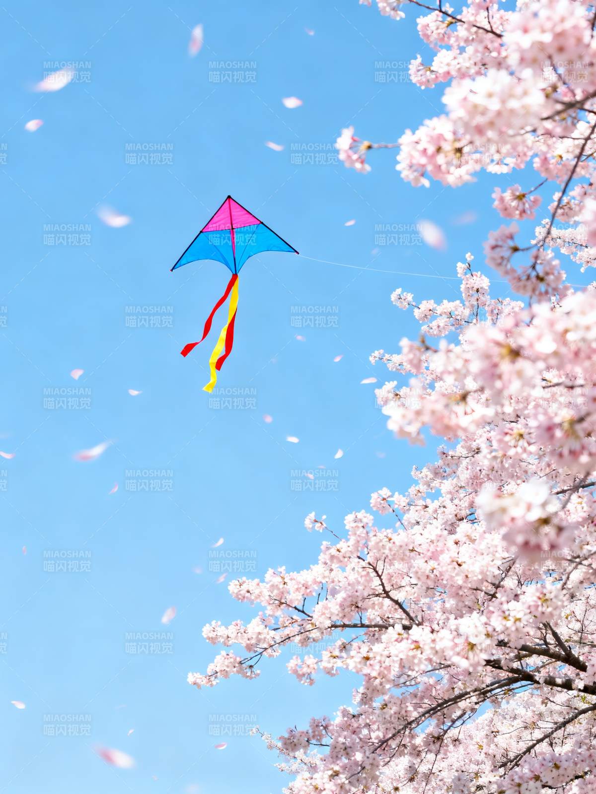 樱花飞舞 风筝迎春图片