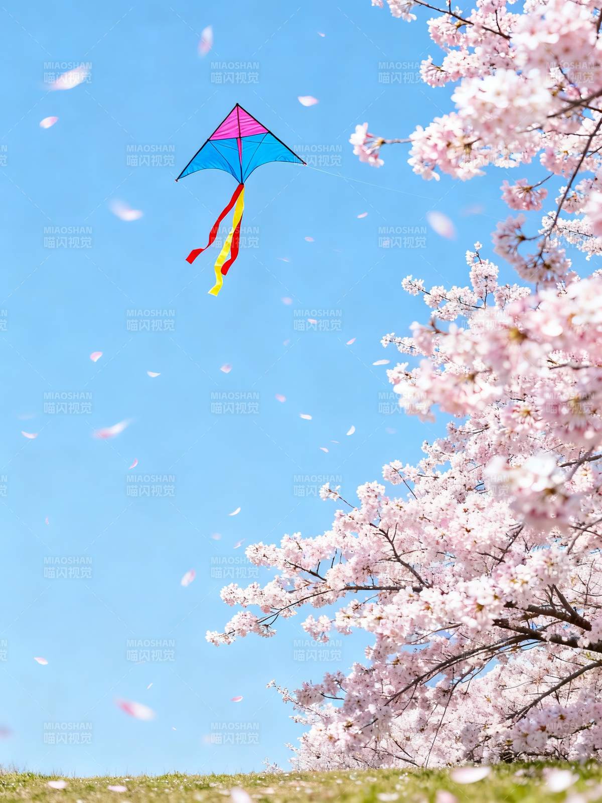 樱花飞舞 风筝逐春风图片