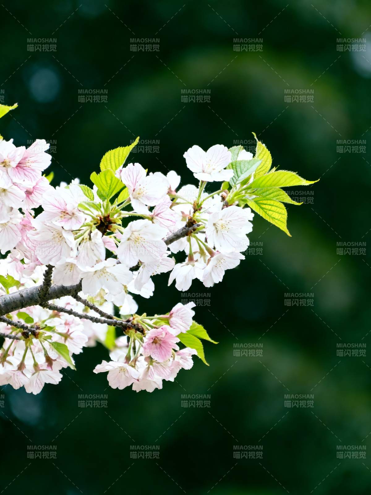 樱花初绽 春意盎然图片