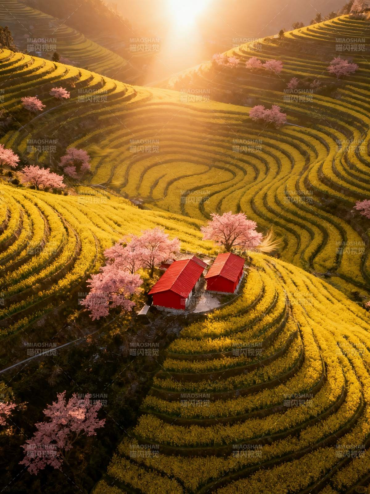 梯田花海映红屋图片