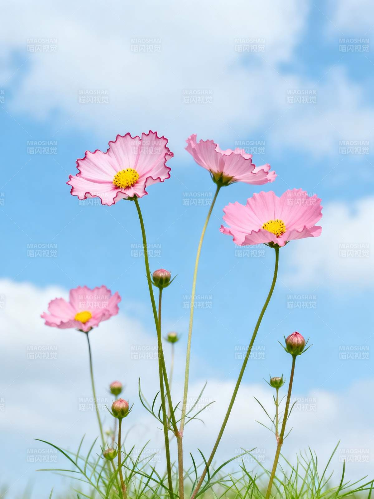 粉花摇曳迎蓝天图片