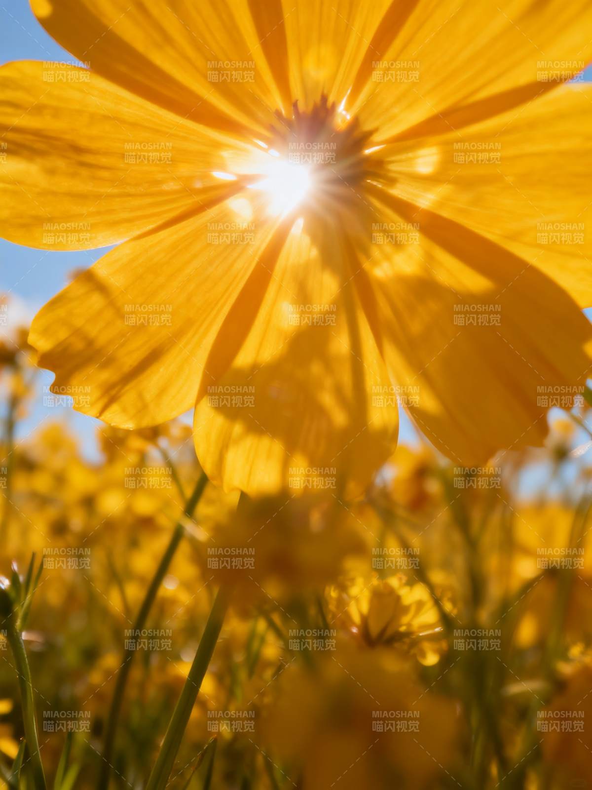 阳光穿透金黄花海图片