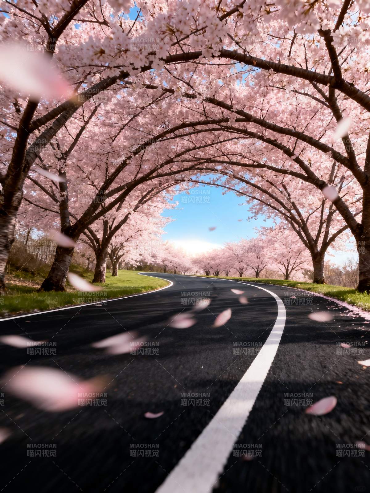 樱花隧道 春日浪漫之路图片