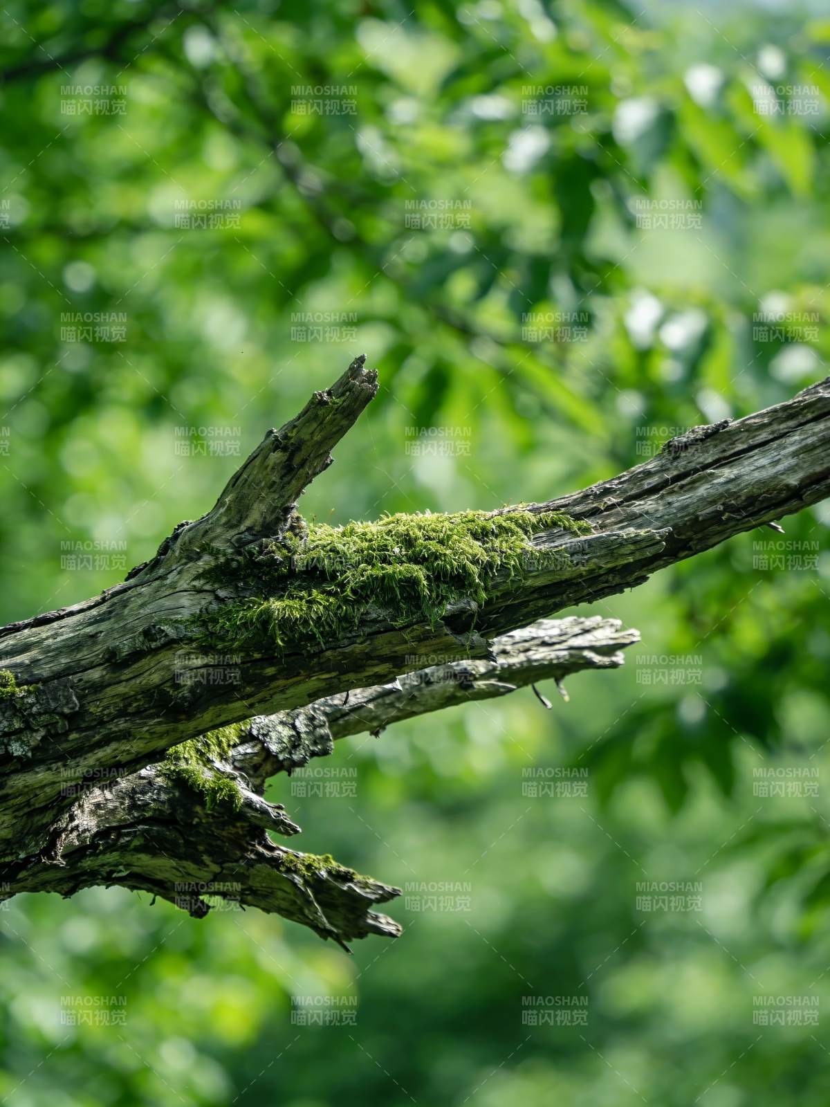 苔痕斑驳 枯枝蕴生机图片