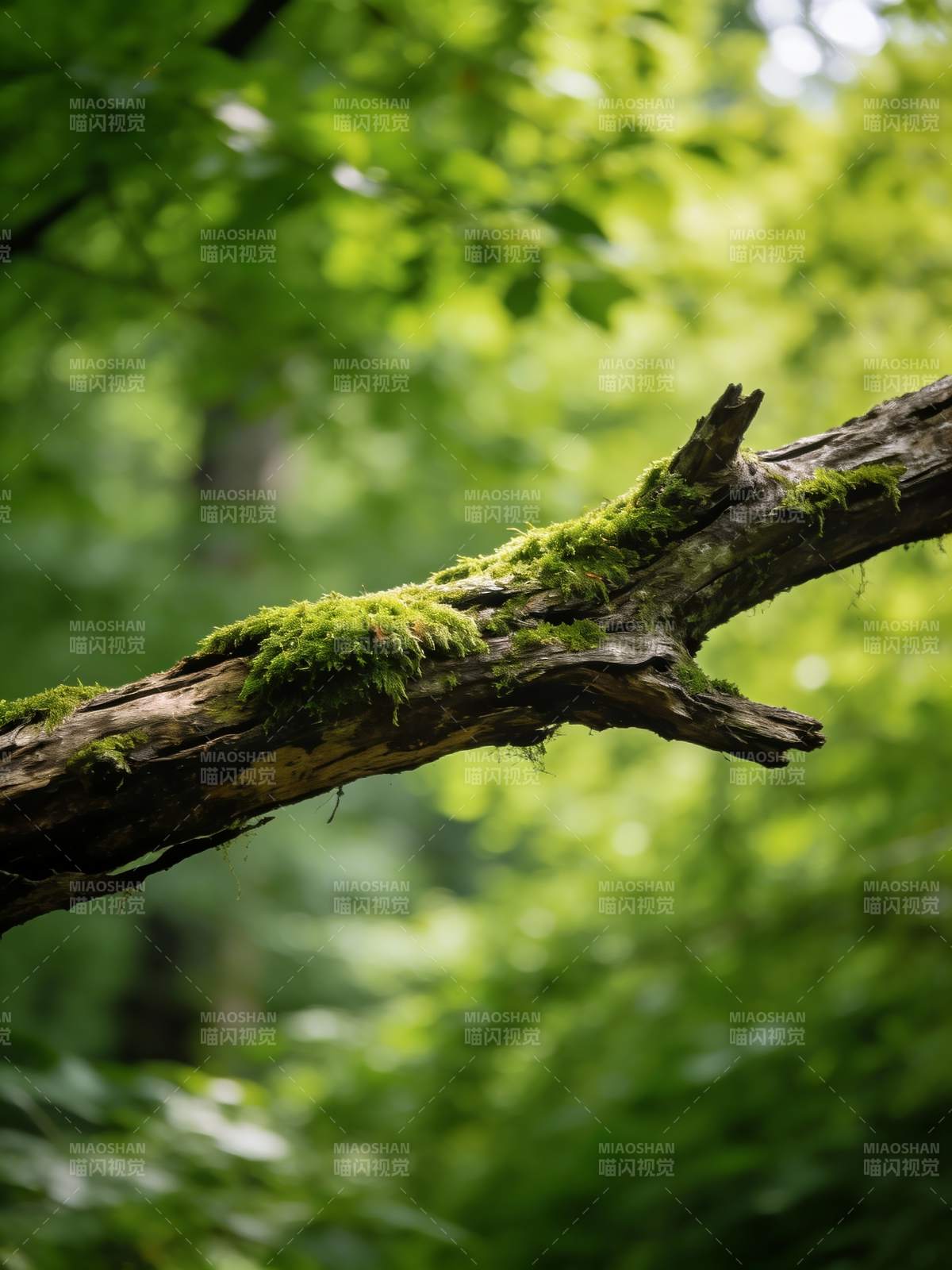 苔痕覆枝 绿意盎然图片