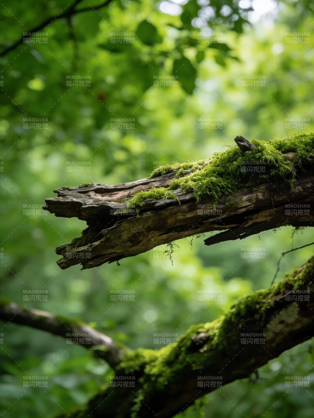 苔痕覆朽木 绿意盎然生图片