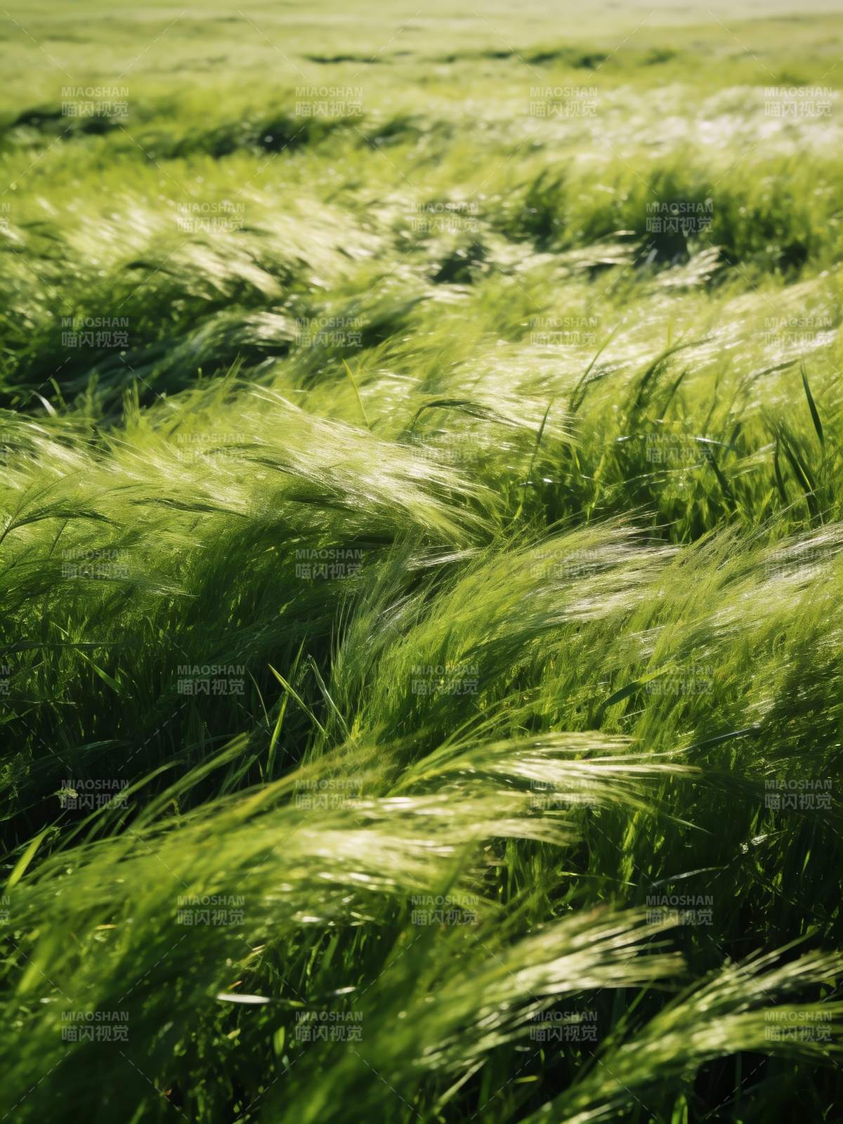 风吹绿浪 草海翻涌图片