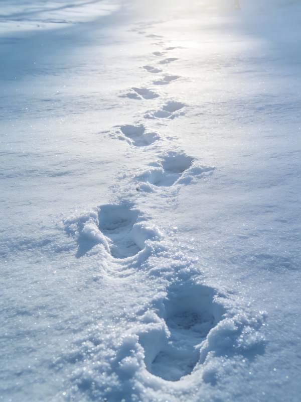 雪径足迹 通向远方光明图片