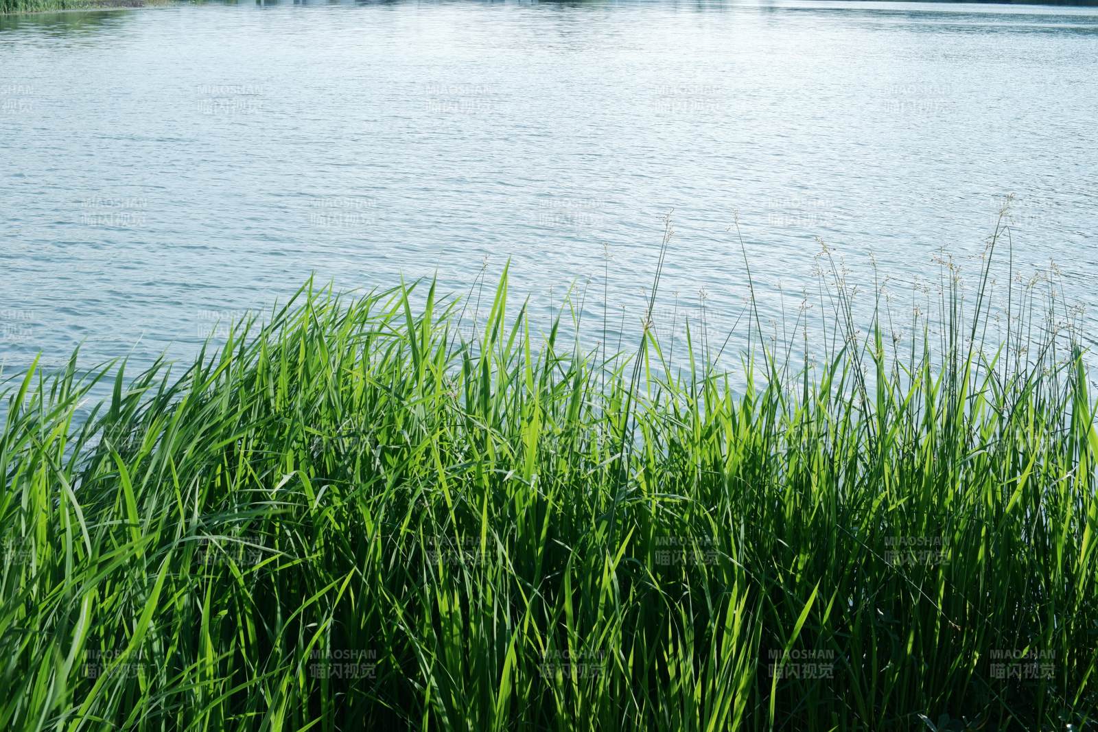 湖畔青草映水光图片