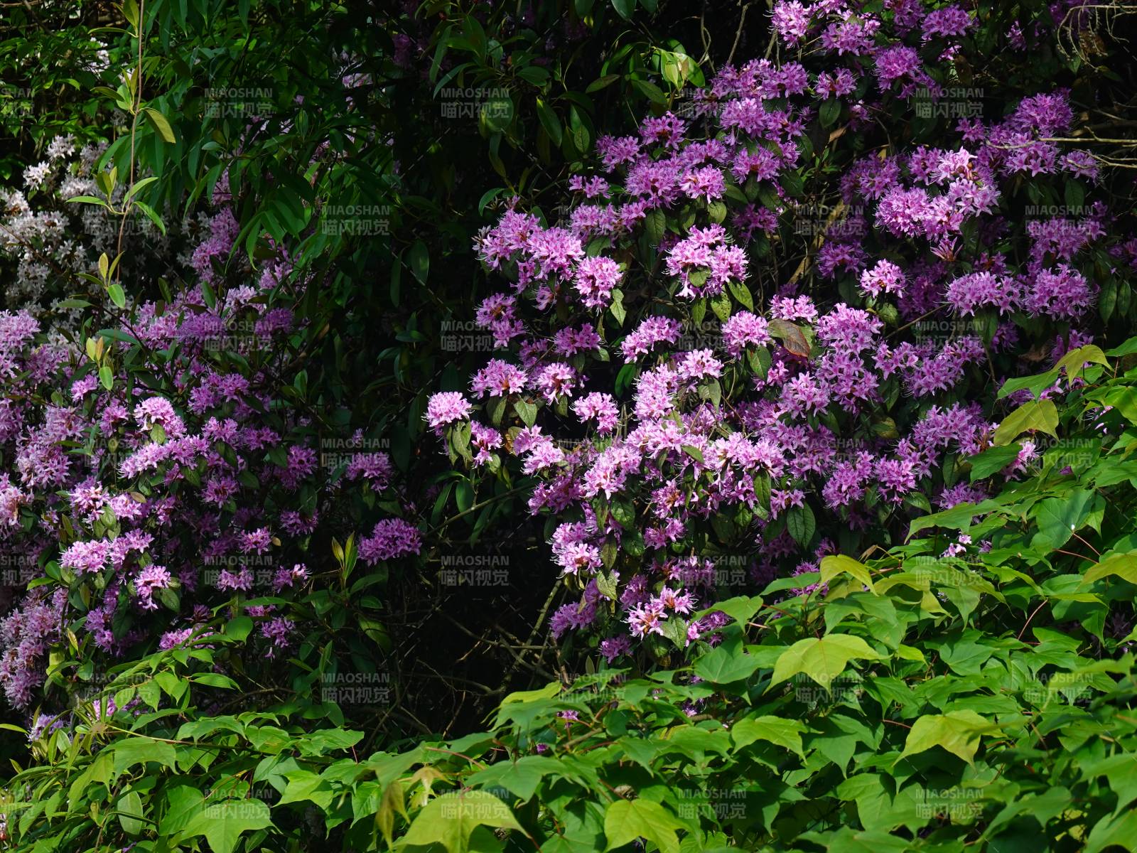 紫花满枝 绿叶相衬图片