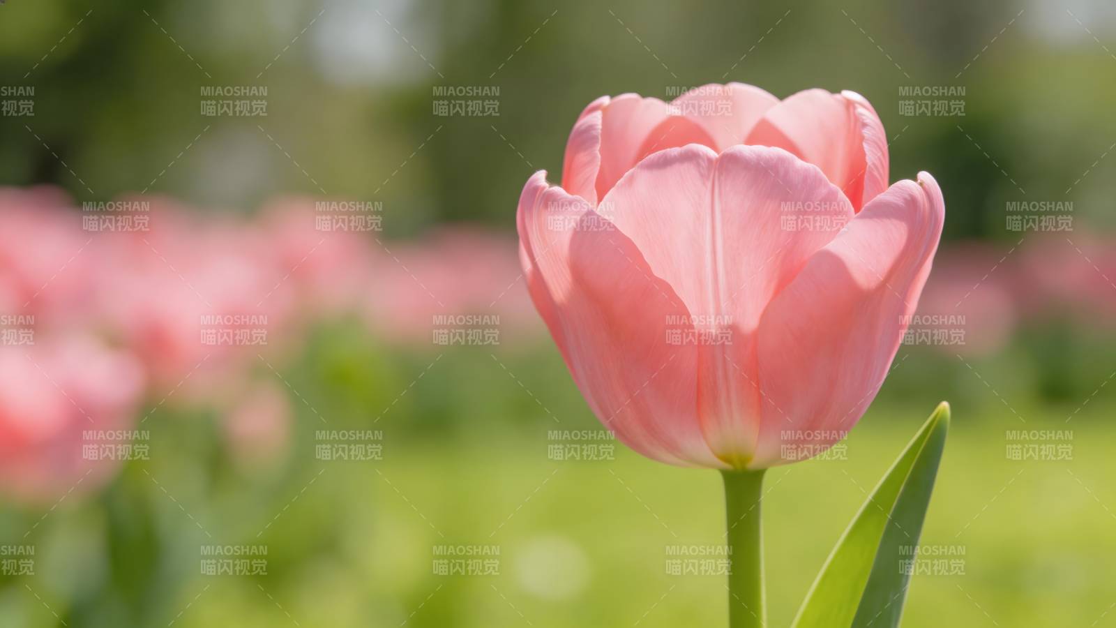 粉 tulip 春日绽放图片