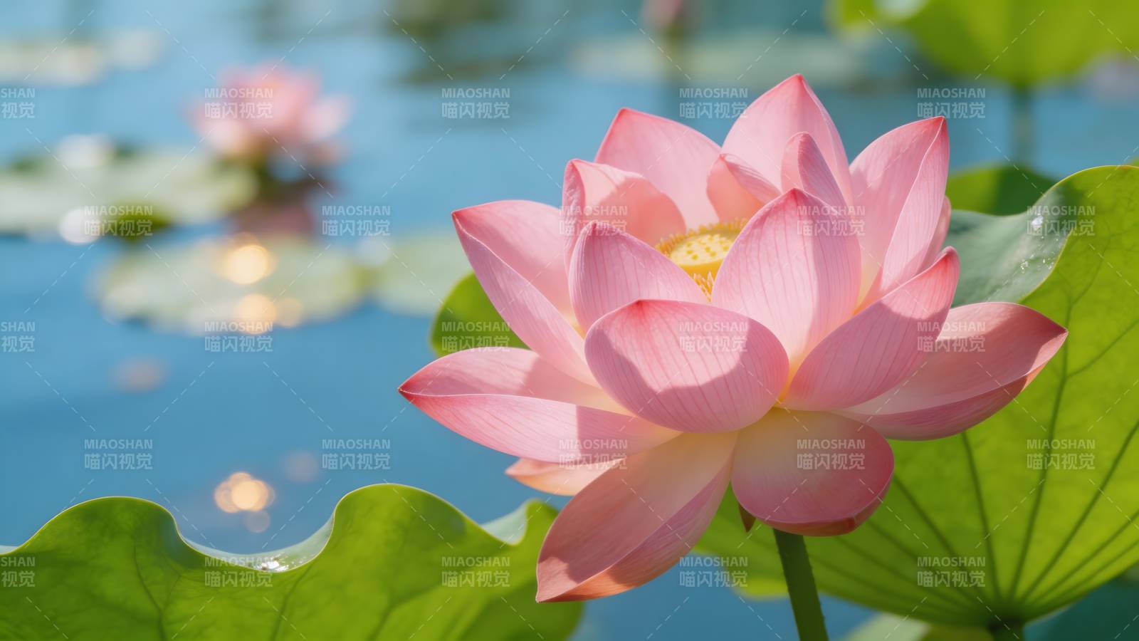 粉莲映水 夏日清韵图片