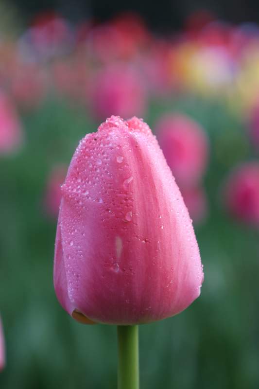 雨后粉 tulip 含露绽放图片