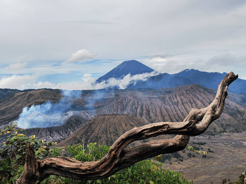 火山烟云绕枯枝图片