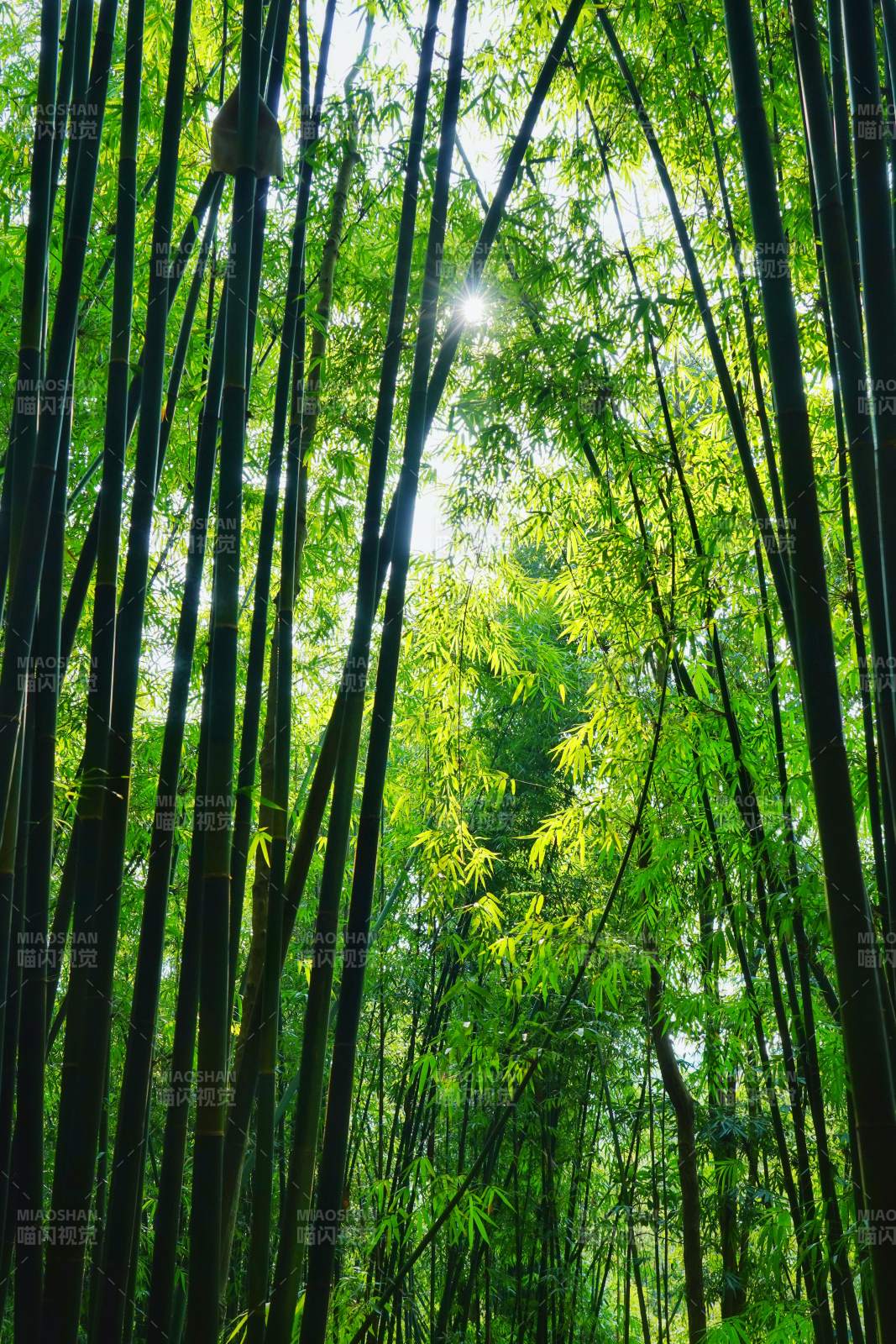 竹海阳光 绿意盎然图片