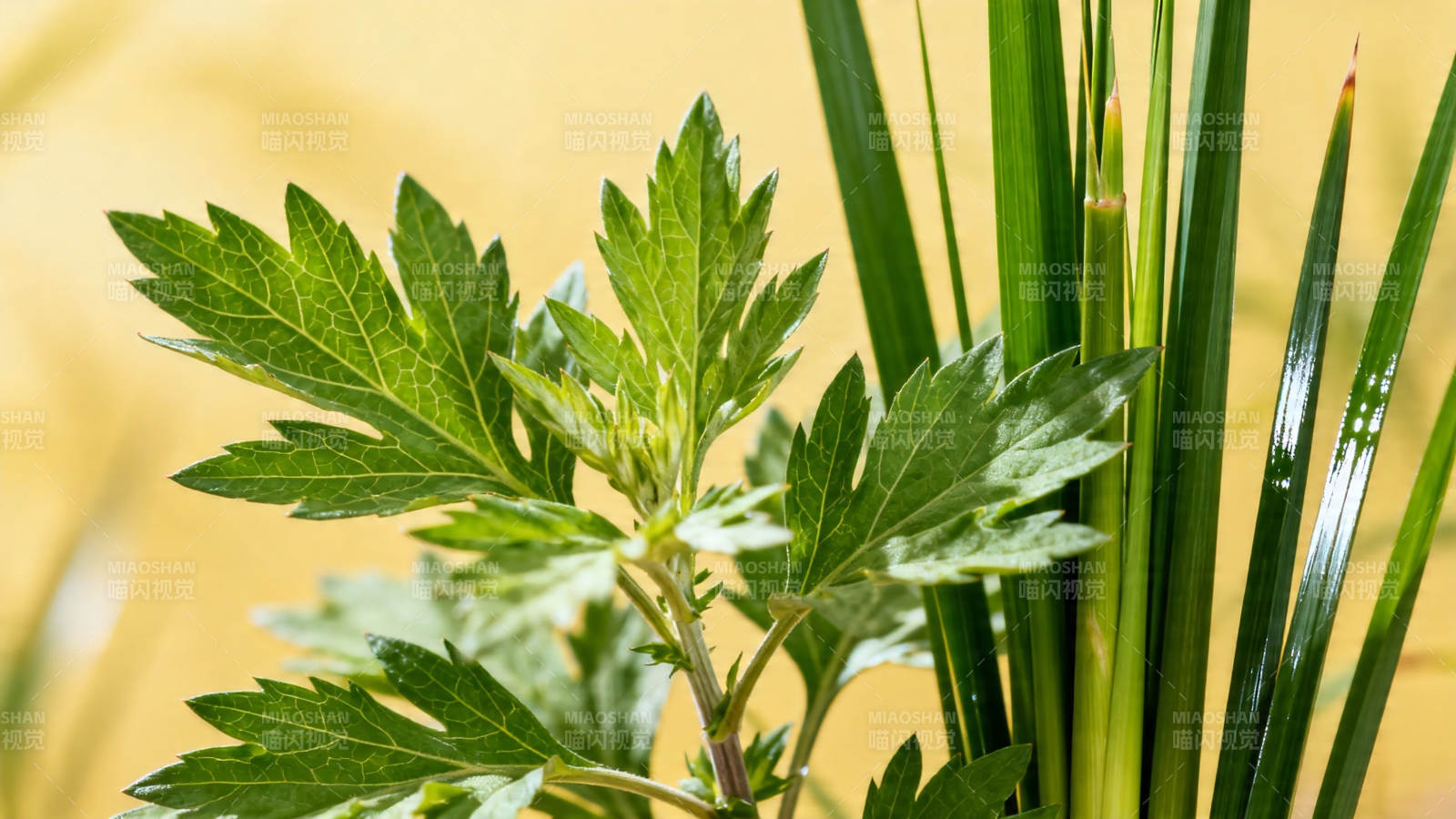 艾草与粽叶 端午清香来图片