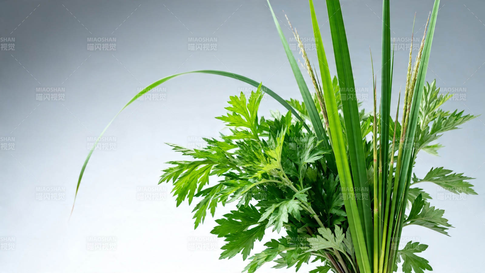 艾草与菖蒲 端午清香图片