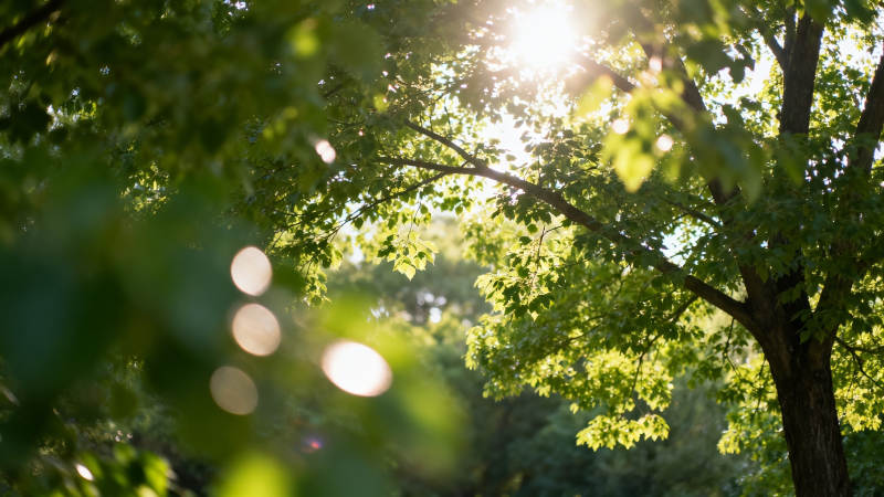 阳光穿叶 绿意盎然图片
