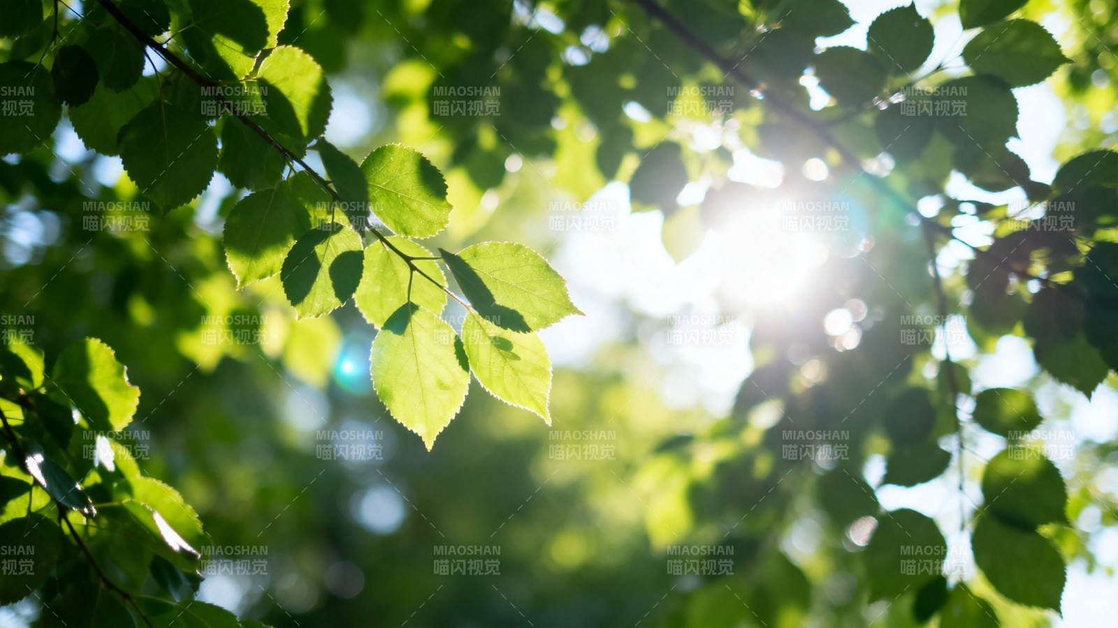 阳光穿透绿叶 生机盎然图片