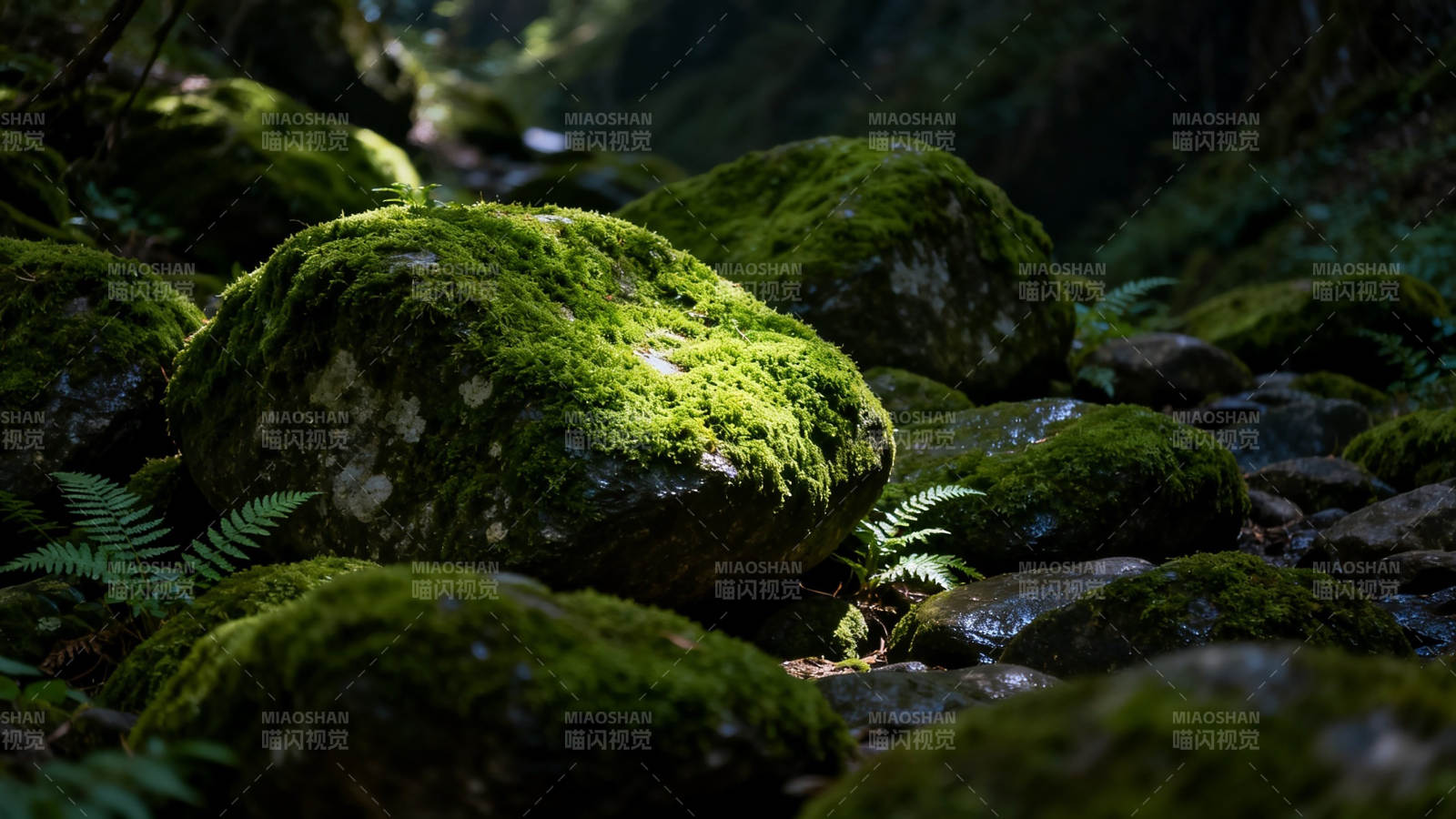 青苔覆石 幽谷流翠图片