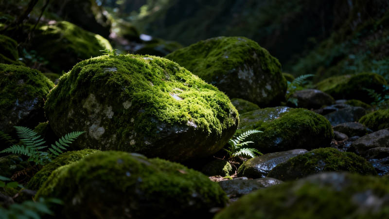 青苔覆石 幽谷流翠图片