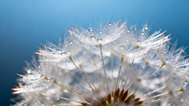 蒲公英上的露珠特写图片