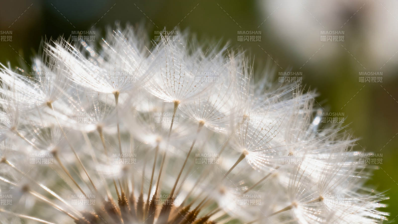 蒲公英绒球特写图片