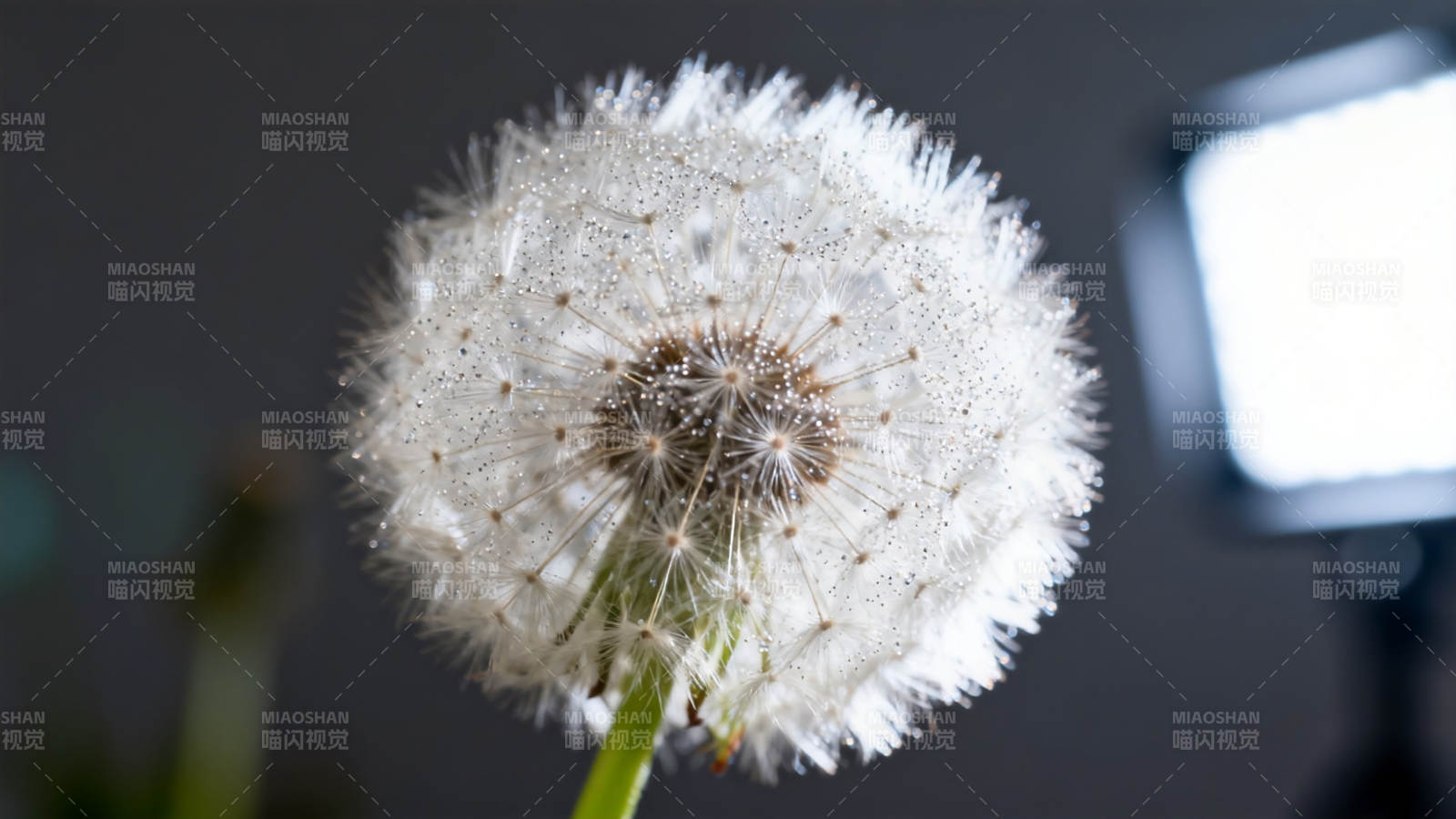 蒲公英绒球特写图片