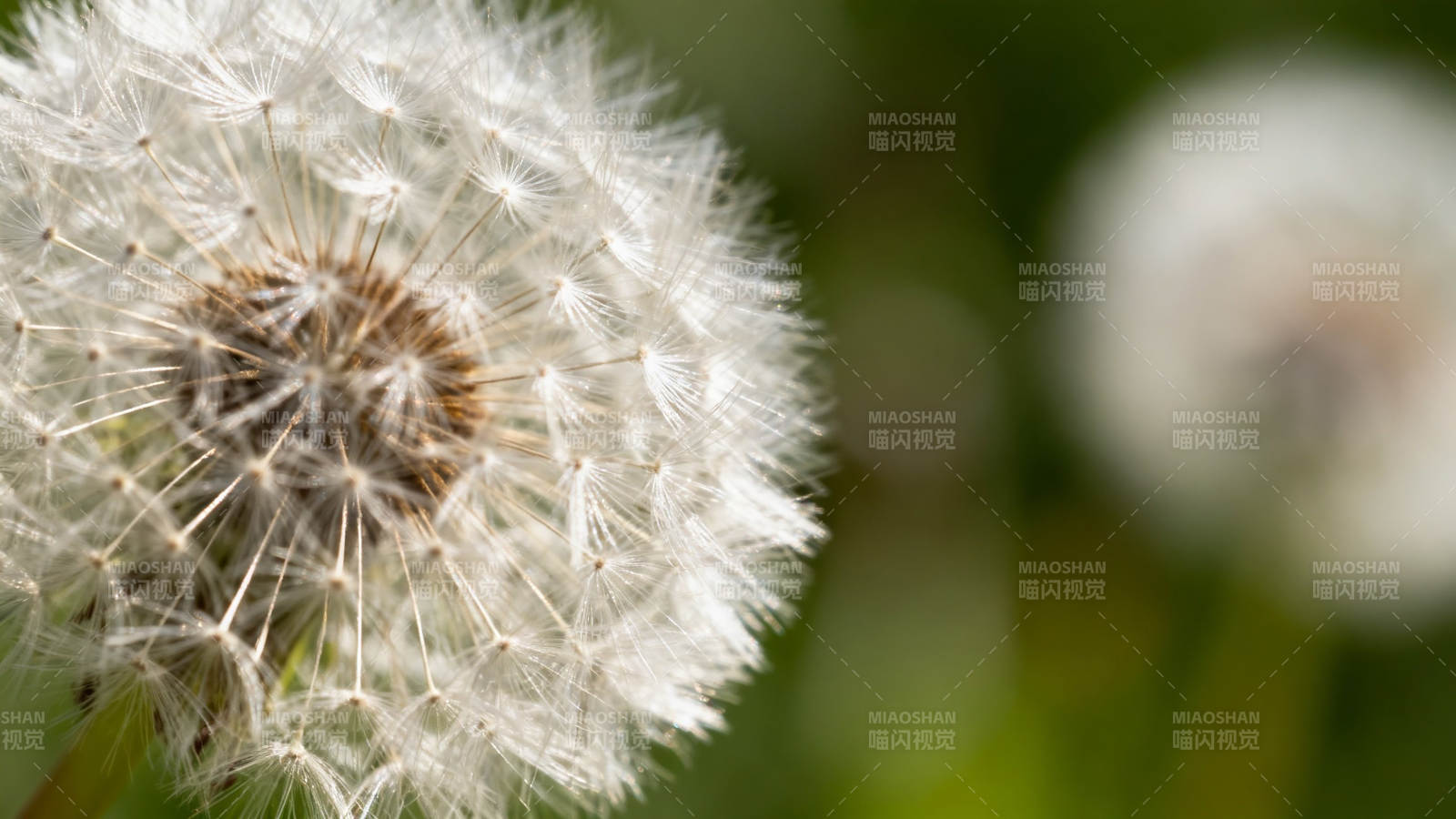 蒲公英绒球特写图片